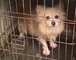 Small Dog Who Was Caged For Two Years Gets A Spa Day To Wash Away Her Neglect