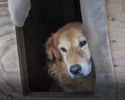 Dog Locked In A Cage For 7 Years Had To Dig A Hole To Escape The Summer Heat