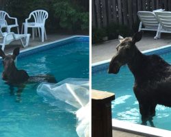 Man Looks Outside To See A Moose Going For A Swim In His Pool