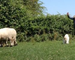 Dog Fails At Being A Sheepdog Because They Mistake Her As One Of Their Own
