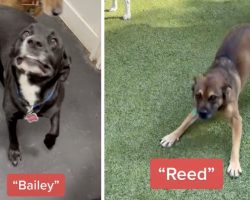 Dogs React To Their Names Being Called Out At Doggy Day Care