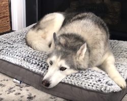 Stubborn Husky Lets Mom Know What He Thinks Of His New Bed