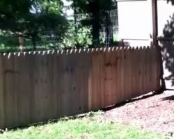 Dad Builds New Fence For The Dog, Stella Abruptly Shows It’s No Good
