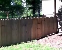 Dad Builds New Fence For The Dog, Stella Abruptly Shows It’s No Good