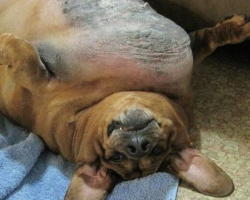 Dachshund Ballooned To 77 Pounds Before A New Owner Stepped In