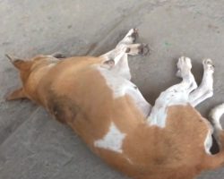 Stray Dog Collapsed To The Ground And Lay There Crying Out For Help