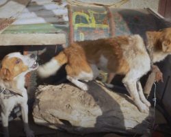 Starving Dogs Found Tied Out To A Log With A Protruding Nail Above Their Heads