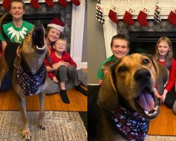 Festive Dog Sneaks Her Way In To Each And Every Photo For The Christmas Card