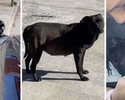 Pregnant Stray Sheds Some Tears After Couple Feeds Her On The Street