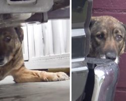 Stray German Shepherd Cried Out On The Street Not Knowing What Was Next