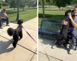 Dog’s Walking Through The Park When She Notices A Familiar Face