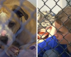 Boy Who Was Neglected & Abused Determined To Help Senior Dogs Because He Can See Himself In Them