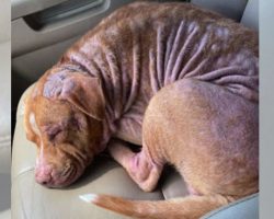 Homeless pit bull falls asleep the minute he’s placed in a car