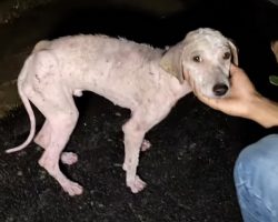 A Young Dog Suffering On The Streets Musters Up The Energy To Wag His Tail