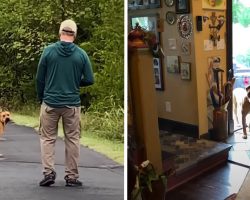 Couple Spends A Year Trying To Rescue A Stray Dog – Watch Him Walk Into Their Home For The First Time