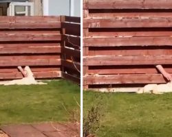 Dog Always Heads To The Fence When Let Out, Then Mom Sees An Arm Come Through