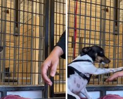 Shaking Shelter Dog Finds Someone He Can Trust And Offers A Paw