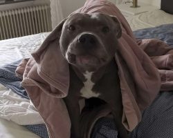 Neighbor Was Always Scared Of Pit Bull Until The Day He Saved Her Life