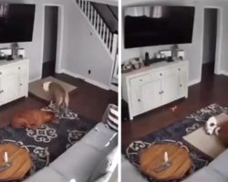 Cam Footage Shows Dog Dragging His Bed Over To Comfort Sick Brother