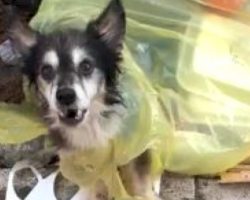 14-Year-Old Dog Found Tied Up In A Bag And Thrown Out In The Garbage