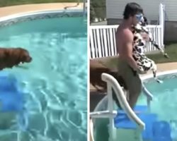 Difference in Teaching a Golden Retriever and a Dalmatian How to Swim