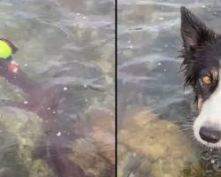 Helpless Dog Can Only Watch As An Arm From The Deep Grabs Ahold Of Her Ball