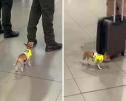 Tiniest Drug Detection Police Pup Struts Around Airport, Doing a Hecking Good Job