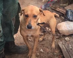 Rescuers Confront Owner About A Dog With A Short Chain Cutting Into His Neck