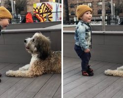 Toddler Meets A Dog For The First Time, And It Shows On His Face