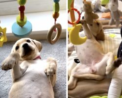 Puppy And Baby Find Common Interest In Toy, Playtime Ensues
