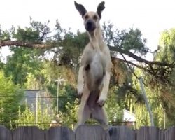 They Hear A Trampoline Next Door, Look Over To See A Giant Dog Comically Jumping Up & Down