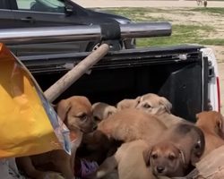 A Truck Bed Full Of Puppies Found Abandoned Along The Road