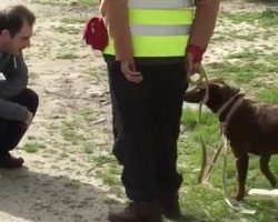 Dog Who’d Been Lost For Two Years Doesn’t Know Her Owner, Then She Sniffs Him