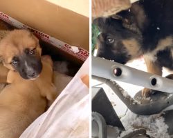 Guy Sees Online Post For ‘Unwanted Puppies,’ Arrives To See Them Out In The Cold