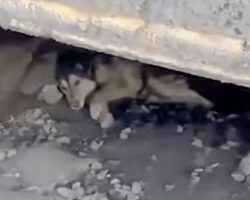 Stray Who Hid Under The Tracks Sobs When Finally Placed In A Car To Be Saved