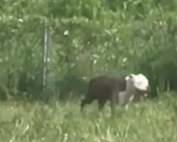 Pittie Spotted In Dense Woodlands, And Rescuers End Up Saving 16 Dogs