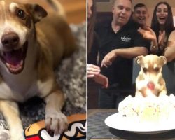 Family Surprises 13-year Old Dog a Birthday Party and He Is the Happiest