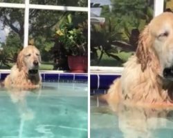 Silly Dog Dozes Off Holding Her Ball In Her Mouth While In The Pool