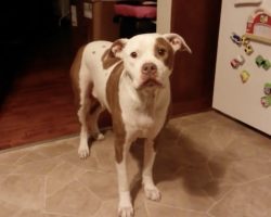 Dad Asks His Dog If She’d Rather Go On A Ride Or Take A Bath