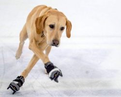 This Ice-skating Dog Helps Kids and Young Adults Build Confidence