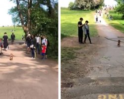 People Clear Space And Smile At Tiny Dog Walking Around With His Big Stick