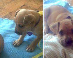 Fidgety, Abandoned Puppy Finds Comfort In Baby To Finally Rest