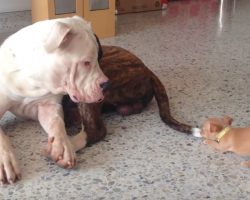 Tiny Pup Picks A Fight He’d Never Win, But Big Brother Is A Gentle Giant