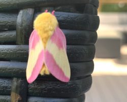 Woman Taken Aback When She Spots A Colorful Moth And Friend Outside