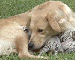 A Mama Abandoned Her Babies, But A Golden Retriever Stepped In To Help