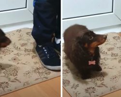 Smart Dachshund Wipes Her Feet Before Coming Inside Her House