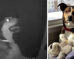 Homesick Dog Escapes Daycare And Makes It Home To Ring The Doorbell