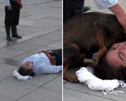 Stray Dog Stopped Street Actor’s Performance Thinking He Was Injured