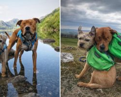 A Blind Dog and His Guide Dog Best Friend Who Never Leaves His Side