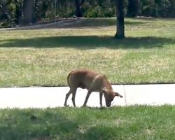 A Lactating Dog Was Abandoned In A Park, And She’s Seen All Alone